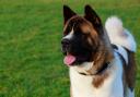 Two dogs of the Akita breed (pictured) are said to be responsible for two recent attacks in Swindon