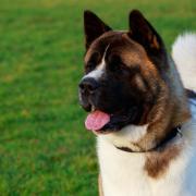 Two dogs of the Akita breed (pictured) are said to be responsible for two recent attacks in Swindon