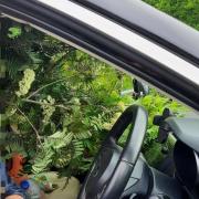 This driver couldn't see because of the hedge hanging out of his car