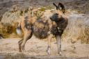 The African Painted Dogs arrived at Longleat Safari Park on Tuesday, March 26 and are its newest animal attraction.