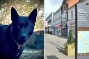 Wiltshire Police dog Conan helped during the arrest of a man suspected of raping someone in Swindon town centre