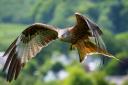 Red Kites are a protected species under the Wildlife and Countryside Act.