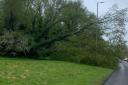 Fallen tree causes some traffic trouble on Swindon road