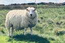 Police investigate theft of sheep stolen from Broome, near Clent