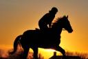 Equine flu outbreak grinds horse racing to a halt - Marlborough trainer Emma Lavelle reacts