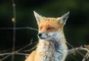 Majestic fox, taken by Rachel Bennett