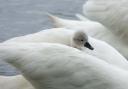 Sharon Ward pictured stunning swans at Coate Water