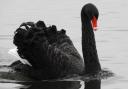 The Coate Water black swan
