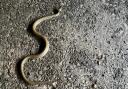 Snake causes fright after being found in Ashton Keynes house