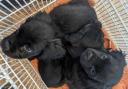 The three puppies were found abandoned near a pile of rubbish in Wiltshire.