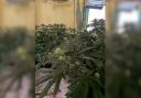 Cannabis plants in the factory
