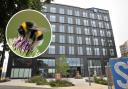Bees move into Zurich building