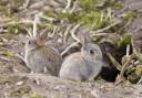 Three men accused of trying to capture rabbits illegally