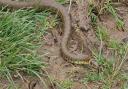 A grass snake captured on video in Swindon