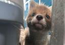 A fox cub at RSPCA Oak and Furrows