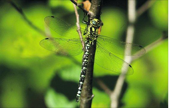 A male southern hawker dragonfly    
Picture: William Bryan