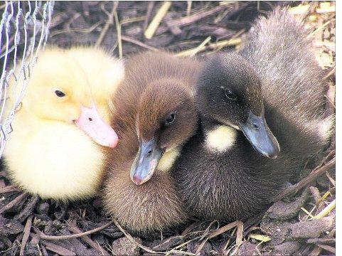 Swindon Advertiser's readers get snap happy when they are out and about.
 Three not so ugly ducklings
Picture: Marcus Bryan