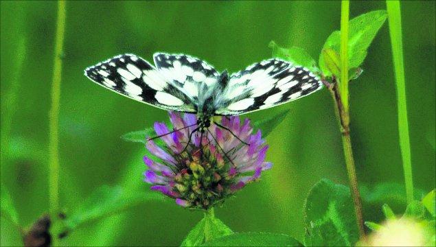 Swindon Advertiser's readers get snap happy when they are out and about.
 A marbled white butterfly
Picture: William Bryan