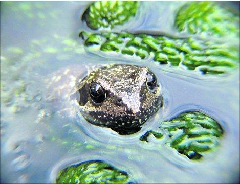 Swindon Advertiser's readers get snap happy when they are out and about.
 One of the few frogs managing to keep his head above water in the current climate