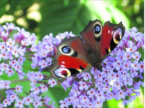 Swindon Advertiser's readers get snap happy when they are out and about.
 A butterfly in full bloom
Picture: Mike Wearing