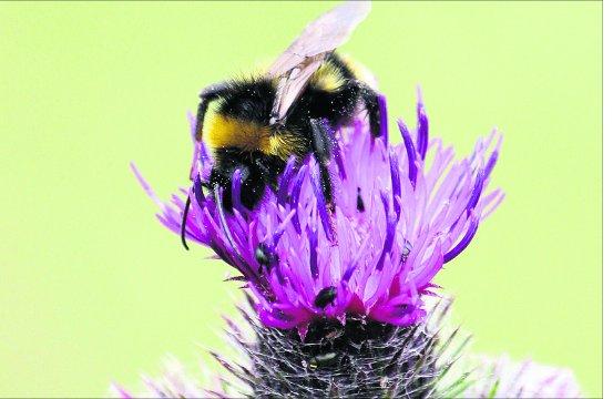 Swindon Advertiser's readers get snap happy when they are out and about.
 A bee on a thistle
Picture: Kevin Belcher