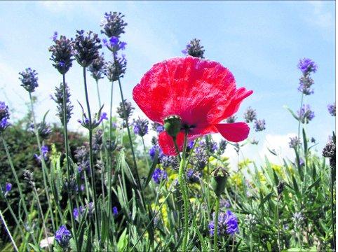 Swindon Advertiser's readers get snap happy when they are out and about.
 A poppy amid the lavender
Picture: Marcus Bryan