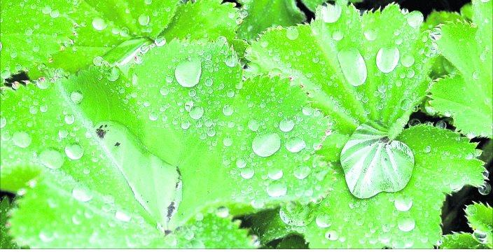 Swindon Advertiser's readers get snap happy when they are out and about
Raindrops on a plant
Picture: SIOBHAN BOYLE