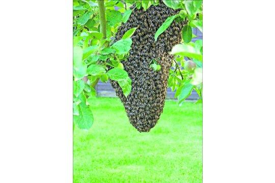 Swindon Advertiser's readers get snap happy when they are out and about.
Honey bees on an apple tree  
Picture: Dennis Cooper 