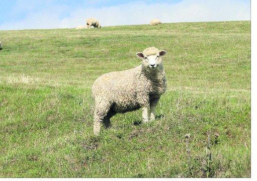 Swindon Advertiser's readers get snap happy when they are out and about.
A sheep posing for his picture to be taken
Picture: Maureen Skinner  
