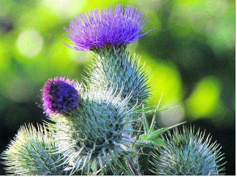 Swindon Advertiser's readers get snap happy when they are out and about
A thistle head
Picture: Kevin John Stares