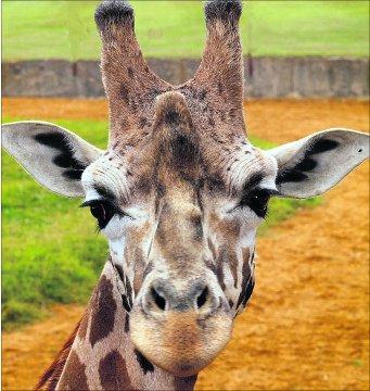 Swindon Advertiser's readers get snap happy when they are out and about.
Eye-to-eye with a giraffe at Cotswold Wildlife Park

Picture: Garry WOOSTER