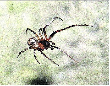 Swindon Advertiser's readers get snap happy when they are out and about
Spider in my garden.
Picture: Kevin John Stares