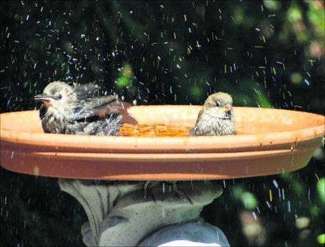 Swindon Advertiser's readers get snap happy when they are out and about.
A young starling takes a bath with a sparrow 
Picture: Maureen Skinner