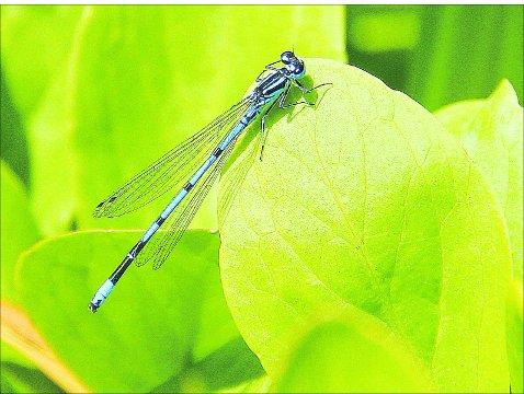 Swindon Advertiser's readers get snap happy when they are out and about.
Dragonfly on a leaf
         Picture: Kevin John Stares