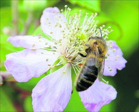 Swindon Advertiser's readers get snap happy when they are out and about.
Worker bee on a blackberry flower
Picture: Kevin Stares