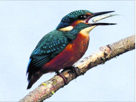 Swindon Advertiser's readers get snap happy when they are out and about.
A young kingfisher taken at the Nature Reserve at Coate Water just about to swallow a small fish Picture: Graham Cox 