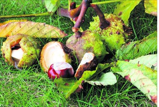 Swindon Advertiser's readers get snap happy when they are out and about.
Conkers on the ground
Picture: Pete Wilson