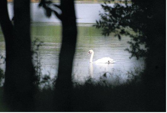 Swindon Advertiser's readers get snap happy when they are out and about.
A swan glides by
Picture: Rupert Curtis