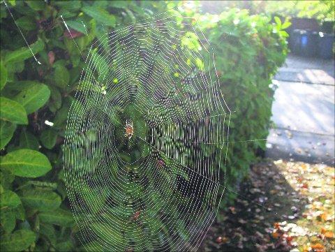 Swindon Advertiser's readers get snap happy when they are out and about.
A spider in a web
Picture: Peter bolt