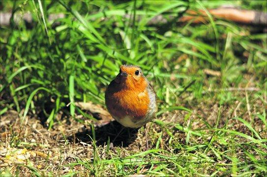 Swindon Advertiser's readers get snap happy when they are out and about.
A robin waiting to be fed 
Picture: William Bryan