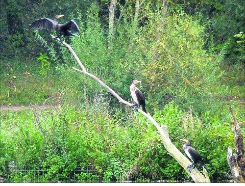 Swindon Advertiser's readers get snap happy when they are out and about.
Cormorants and shags on Liden Lagoon
Picture: Malcolm Bates