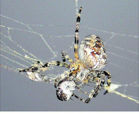 Swindon Advertiser's readers get snap happy when they are out and about.
Spider wrapping up its dinner
Picture: Kevin John Stares
