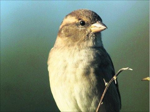 Swindon Advertiser's readers get snap happy when they are out and about.
Sparrows are reported to be in decline – this specimen looks just fine. Picture: William Bryan