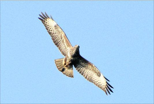 Swindon Advertiser's readers get snap happy when they are out and about.
Buzzard over my workplace at 
Sawmills Garage, Lyneham
        Picture: PHIL BULLOCK