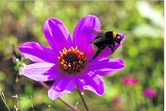 Swindon Advertiser's readers get snap happy when they are out and about.
Bee on a flower at Lacock Abbey.
Picture: Laura Chadwick
