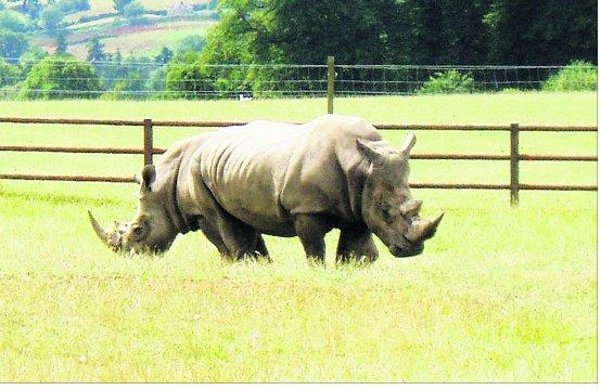 Swindon Advertiser's readers get snap happy when they are out and about
Pictured is a two-headed rhino at Longleat – 
or is it?  
Picture: Ron Underwood