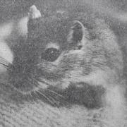 George the gerbil, pupils’ pet at Drove School, reached the remarkable age - for a gerbil, at least - of seven years
