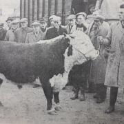 Parkside Commander, raised at a Christian Malford farm, was champion bull at a Swindon Cattle Market show
