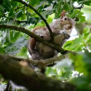 This cheeky chap was dropping nut casings on Emma Sanger-Horwell’s head at Coate Water