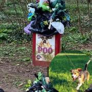 Overflowing dog waste bins at Lydiard Park